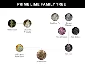 Prime Lime