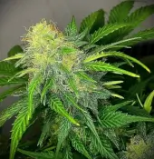 Clementine Dream Auto