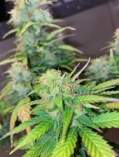 Clementine Dream Auto