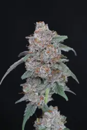 SherBacio OG Auto