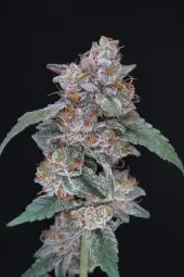 SherBacio OG Auto