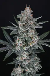 Tri-Whip Kush Auto