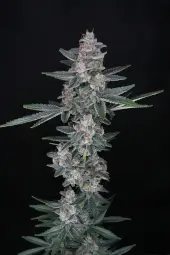 Tri-Whip Kush Auto