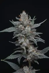 Whipped Runtz Auto