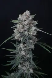 Whipped Runtz Auto