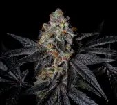 Diamond Dust