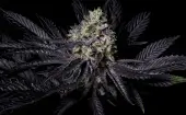 Diamond Dust