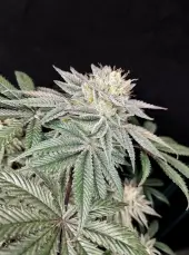 Golden Truffle