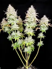 Grateful End OG