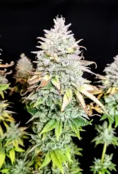 Grateful End OG