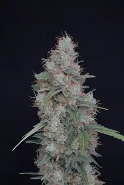 Honeyed Cream Dream