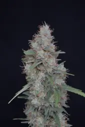 Honeyed Cream Dream
