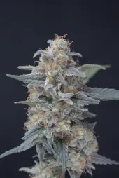 Honeyed Cream Dream