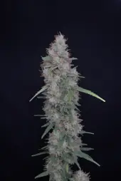 Honeyed Cream Dream