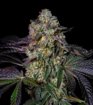 Kushmallow