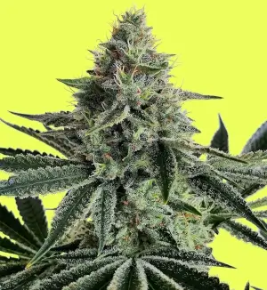 Lemon Storm