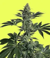 Lemon Storm