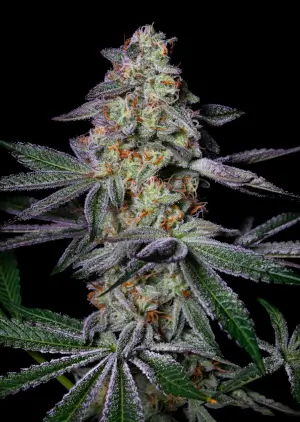 Pure Glitter