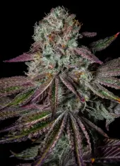 Pure Glitter