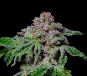 Sour Aloha