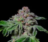 Sour Aloha