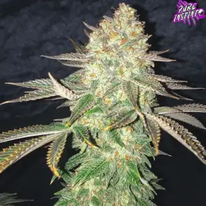 Spooky OG