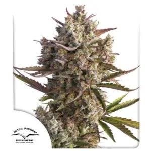 Auto Blueberry