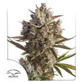 Auto Blueberry