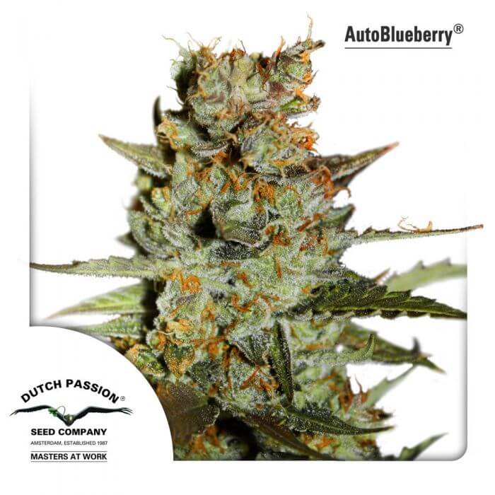 Blueberry Auto