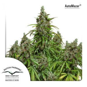 Auto Mazar