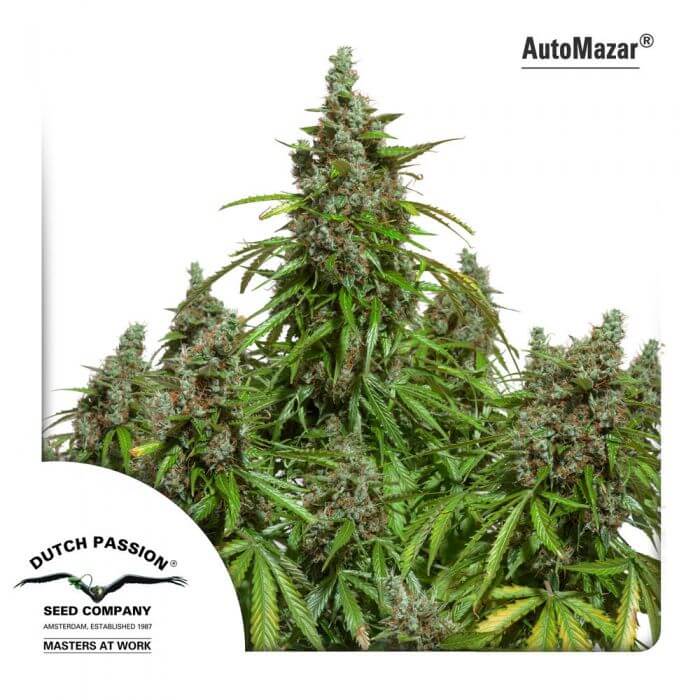 Mazar Auto