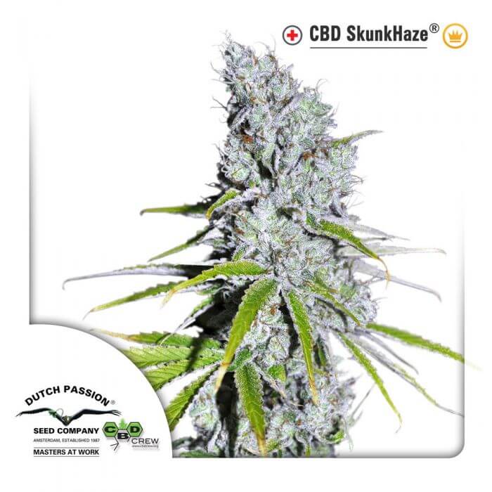 Skunk Haze CBD