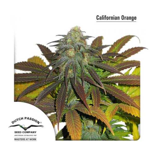 California Orange