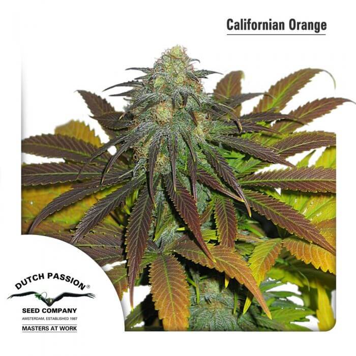 Californian Orange