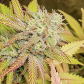 Critical Orange Punch