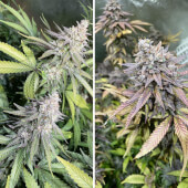 Critical Orange Punch
