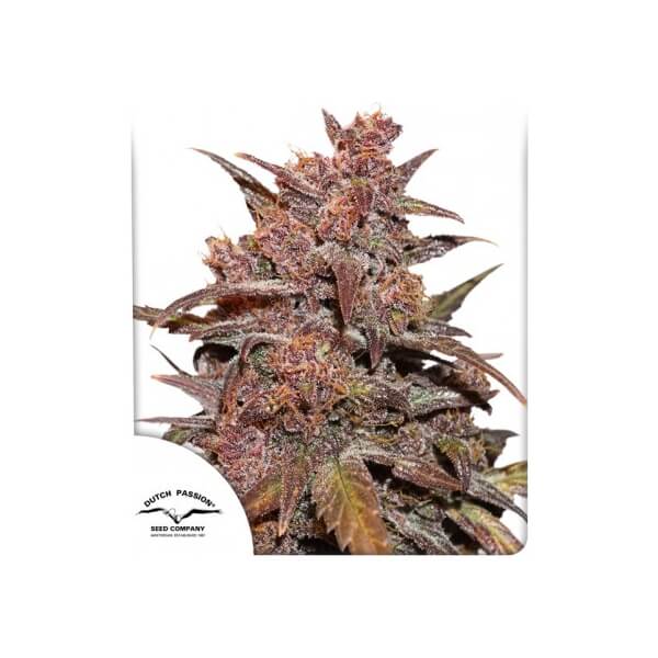 CBD Auto Blackberry Kush