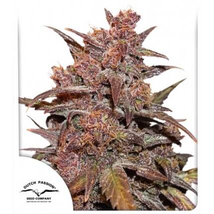 Blackberry Kush CBD Auto