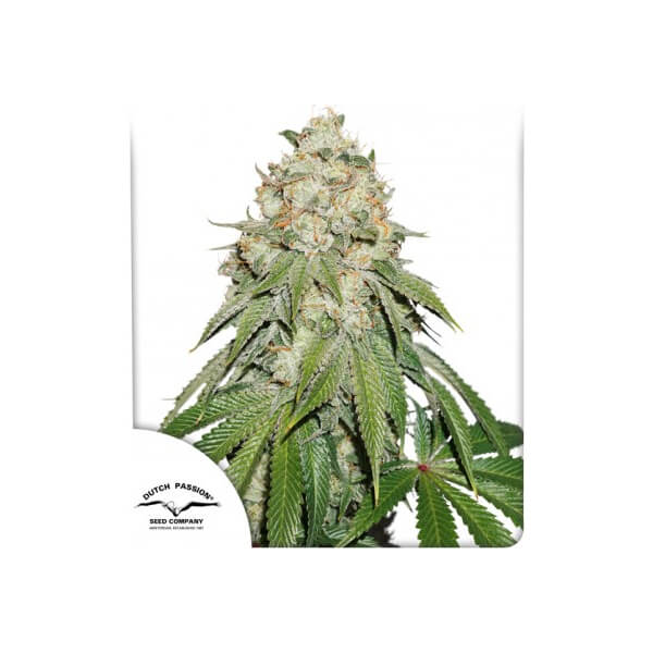 Banana Blaze