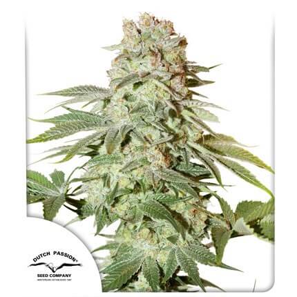 Power Plant Auto