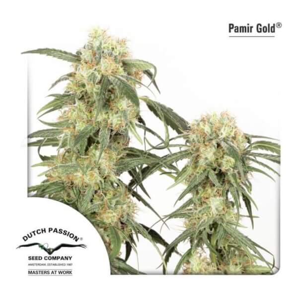 Pamir Gold