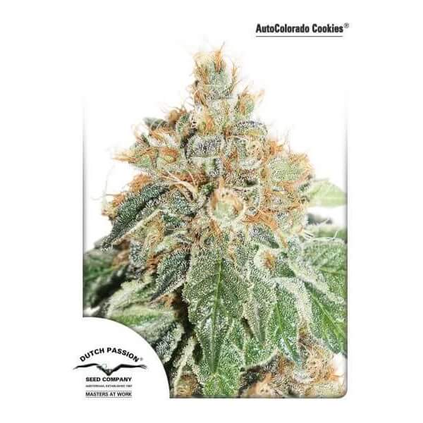 Auto Colorado Cookies