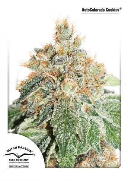 Colorado Cookies Auto