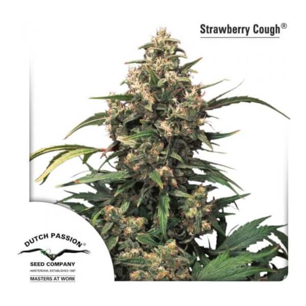 Strawberry Cough