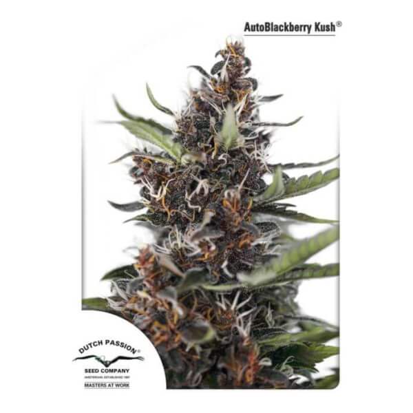Auto Blackberry Kush