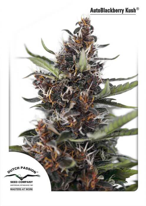 Blackberry Kush Auto