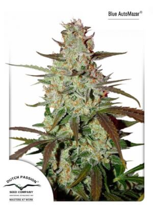 Blue Auto Mazar