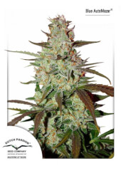 Blue Auto Mazar