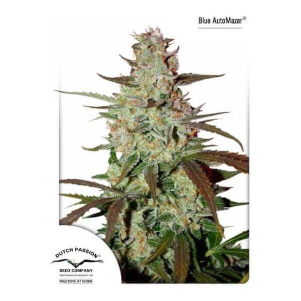 Blue Auto Mazar