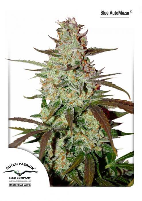 Blue Mazar Auto